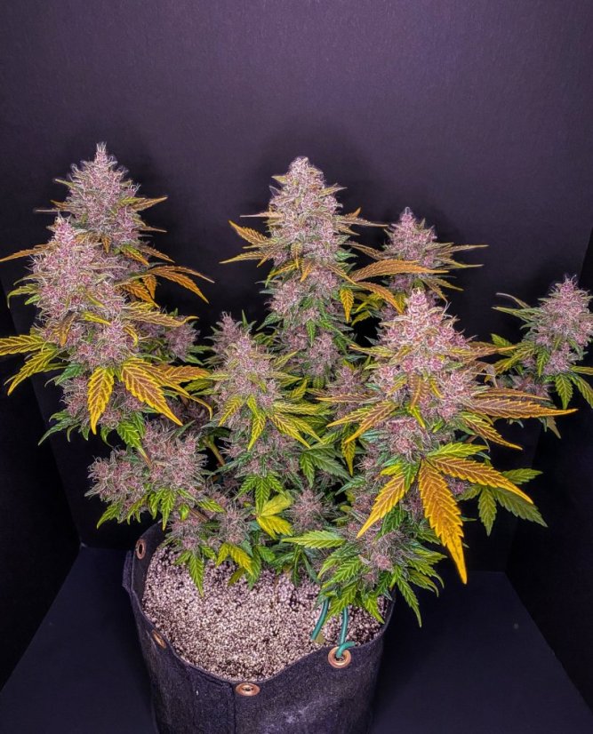 Semillas de Marihuana Fast Buds LSD-25 Auto