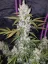 Fast Buds Cannabis Seeds Girl Scout Cookies Auto