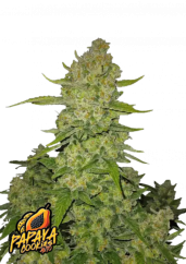 Fast Buds Esrar Tohumları Papaya Kurabiyeleri Otomatik