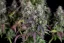 Semillas de Marihuana Fast Buds Lemon Pie Auto