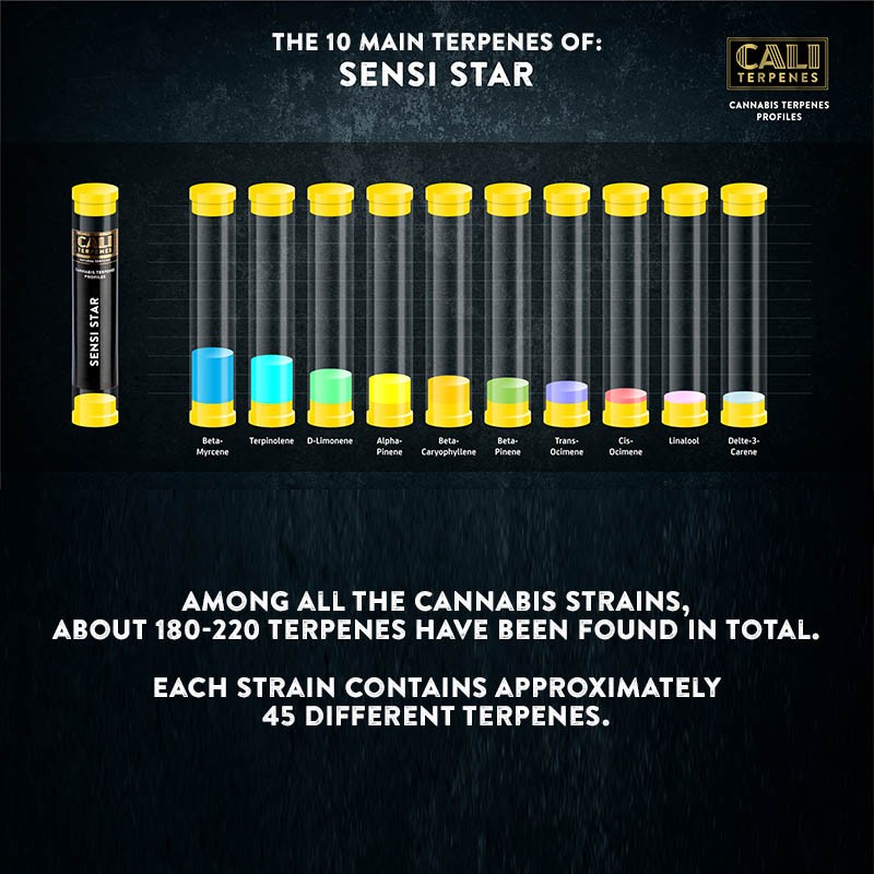 Cali Terpenes - Sensi Étoile, 1 ml