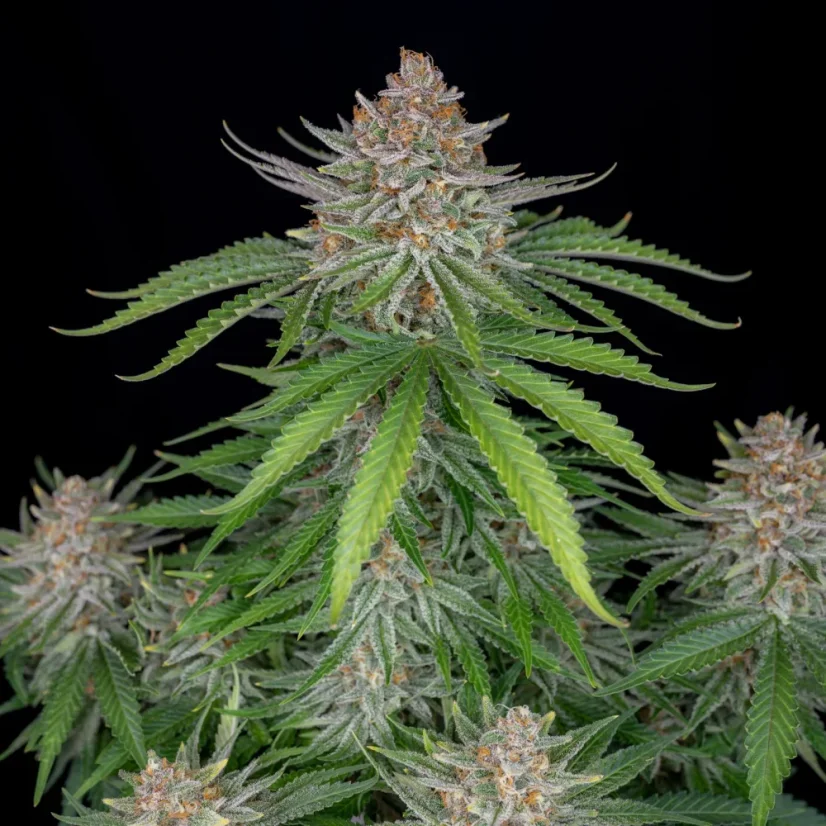 Fast Buds Sementes de Cannabis Torta de Morango Auto