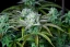 Fast Buds Seminte de Canabis Strawberry Banana Auto