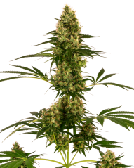 Sensi Seeds Semillas de cannabis Blue Bullet Automatic® Feminizadas, 3-10 uds.