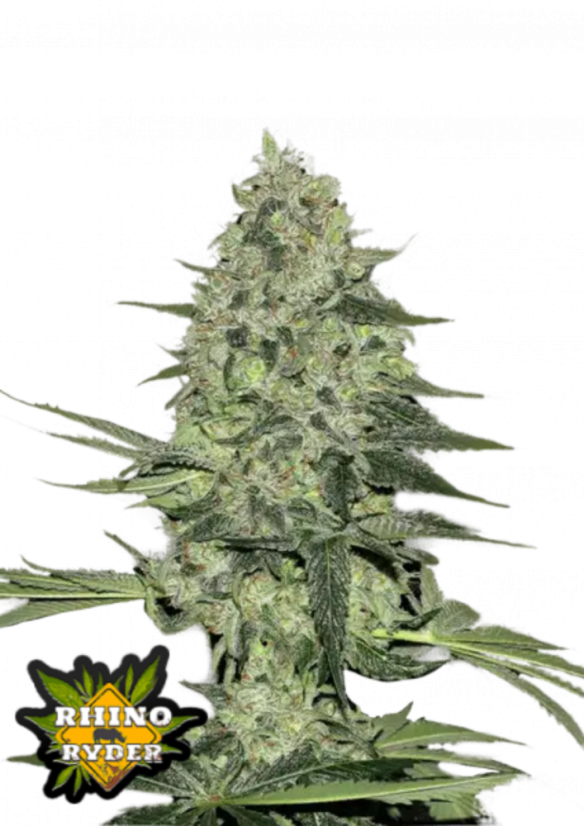 Semillas de Marihuana Fast Buds Rhino Ryder Auto