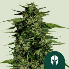 Royal Queen Seeds Semillas de Marihuana Hyperion F1 Auto