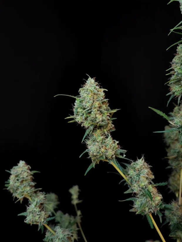 Fast Buds კანაფის თესლი Jack Herer Auto