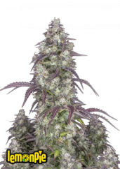 Semillas de Marihuana Fast Buds Lemon Pie Auto