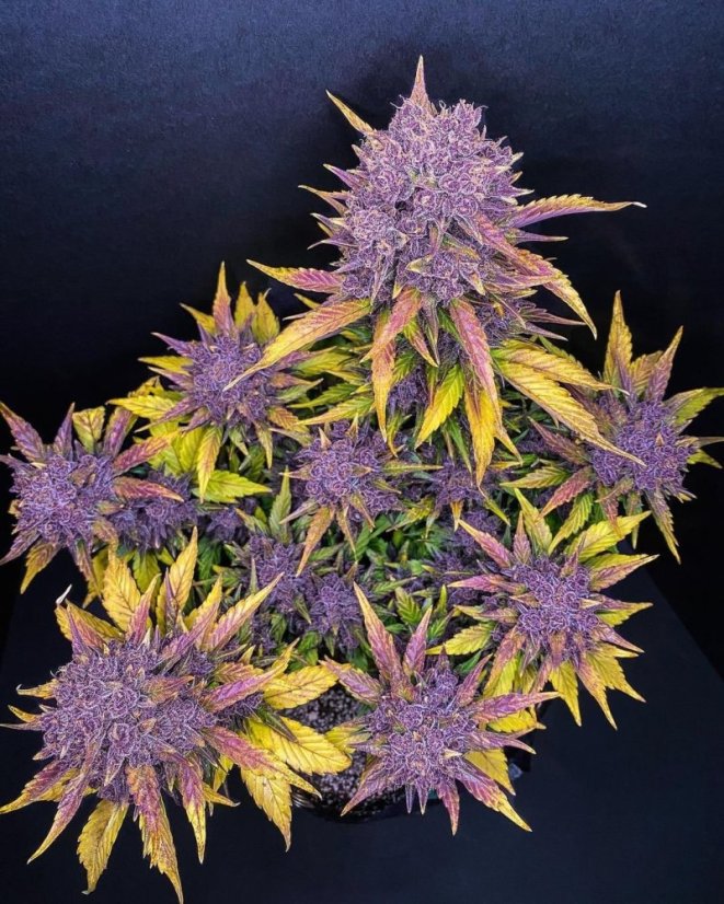 Semillas de Marihuana Fast Buds Purple Lemonade Auto