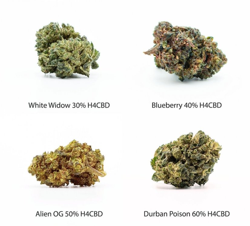 Set vzorcev H4CBD Flowers - White Widow 30% H4CBD, Blueberry 40% H4CBD, Alien OG 50% H4CBD, Durban Poison 60% H4CBD, 4 x 1 g