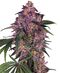 Sensi Seeds Biji Ganja Sensi Purple Kush® Feminized, 3-10 pcs