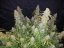 Semillas de Marihuana Fast Buds Six Shooter Auto