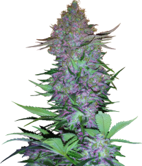 Sensi Seeds Biji Ganja Purple Skunk Automatic Feminized, 3-10 pcs