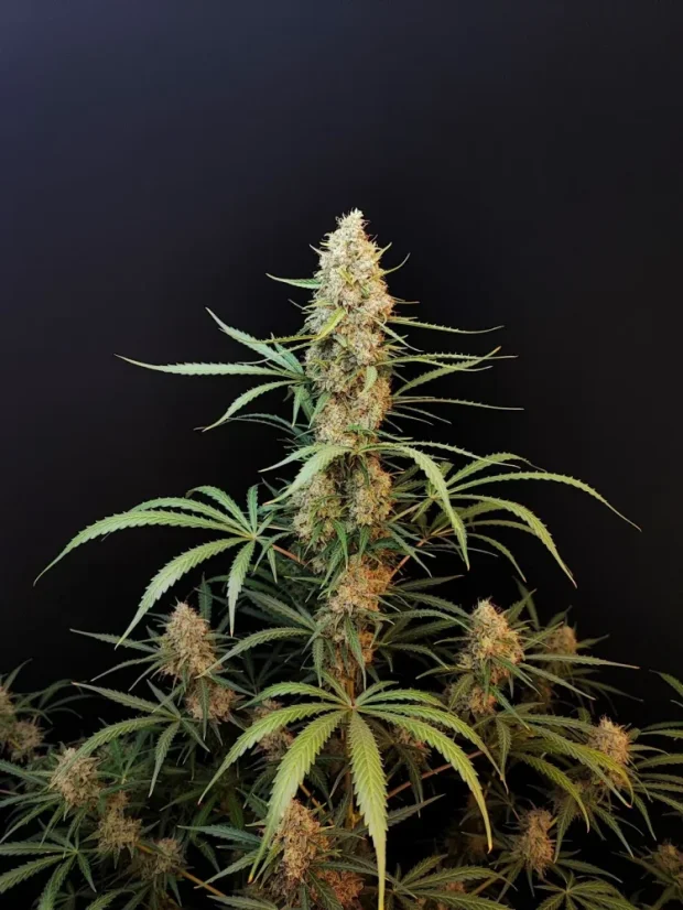 Fast Buds Esrar Tohumları Jack Herer Auto