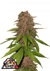 Fast Buds Hanfsamen C4 Auto