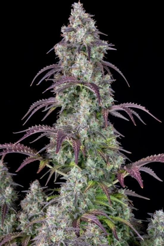 Semillas de Marihuana Fast Buds Lemon Pie Auto