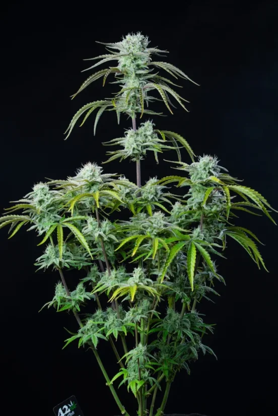 Fast Buds Seminte de Canabis Strawberry Banana Auto