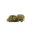 Canalogy HHC floare Purple Queen 40%, 1g - 1000g