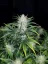 Semillas de Marihuana Fast Buds Rhino Ryder Auto