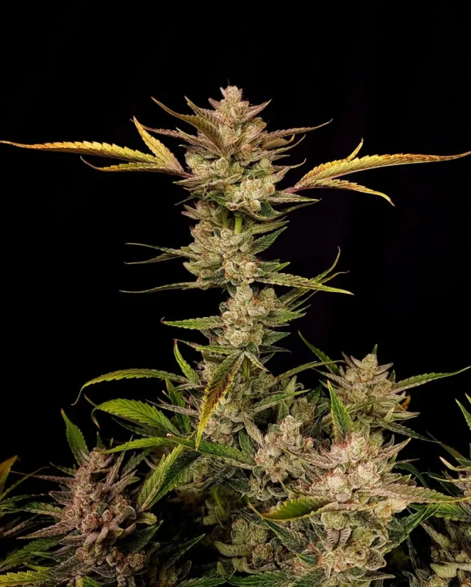 Semillas de Marihuana Fast Buds Ztrawberriez Auto