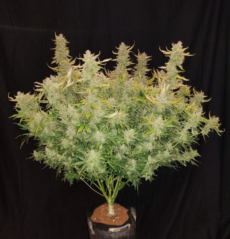 Semillas de Marihuana Fast Buds Rhino Ryder Auto