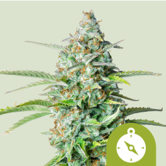 Royal Queen Seeds Semillas de Marihuana Northern Light Auto