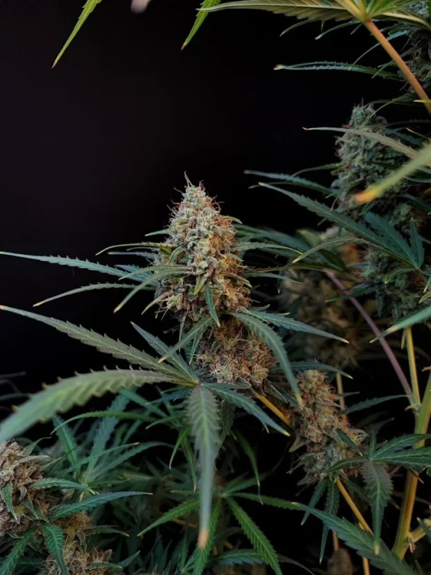 Fast Buds Żerriegħa tal-Kannabis Jack Herer Auto