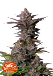 Fast Buds Wietzaden Tropicana Cookies FF