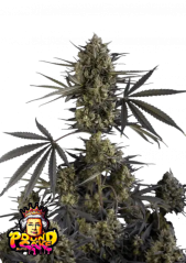 Semillas de marihuana Fast Buds Pound Cake Auto