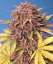 Semillas de Marihuana Fast Buds Purple Lemonade Auto