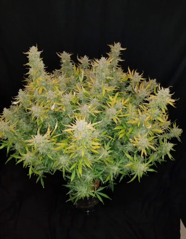 Semillas de Marihuana Fast Buds Rhino Ryder Auto