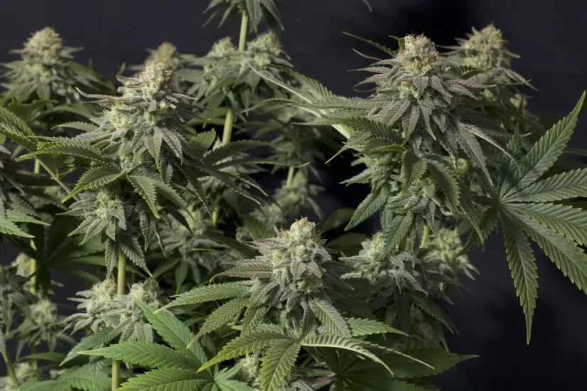 Fast Buds Cannabis Seeds Orange Sherbet FF