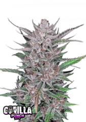 Semillas de Marihuana Fast Buds Gorilla Punch Auto