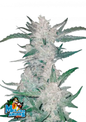 Semillas de Cannabis Fast Buds Mexican Airlines Auto