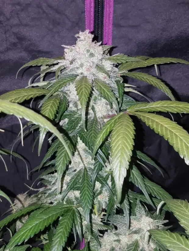 Semillas de Marihuana Fast Buds Pineapple Express Auto