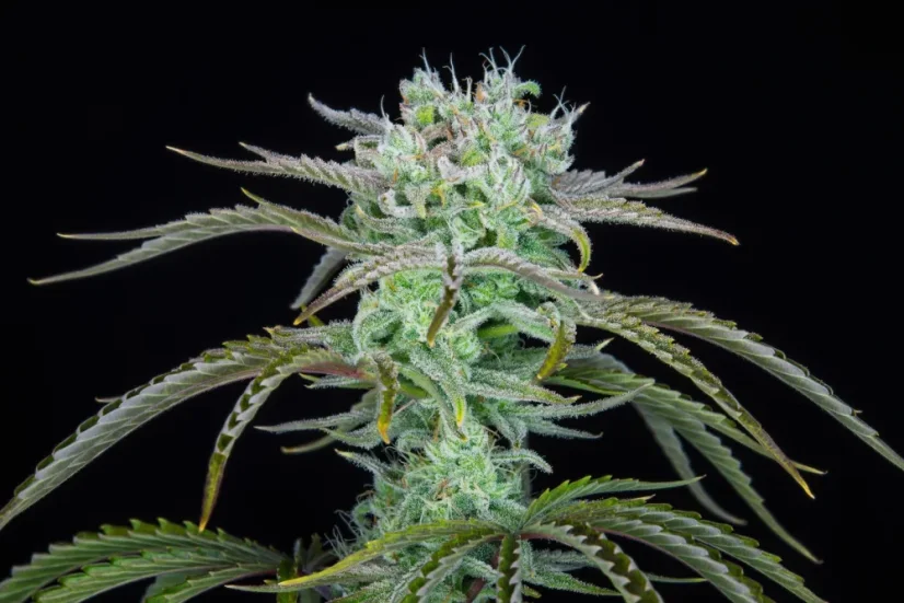 Fast Buds Seminte de Canabis Strawberry Banana Auto