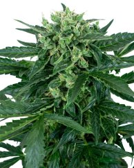 Sensi Seeds Biji Ganja Sensi Amnesia Automatic Feminized, 3-10 pcs