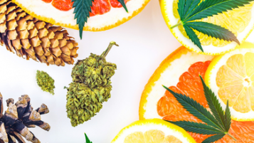What are flavonoids, terpenes and terpenoids?