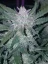 Semillas de Cannabis Fast Buds Mexican Airlines Auto