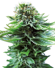 Sensi Seeds Semillas de cannabis Northern Lights Automatic® Feminizadas, 3-10 uds.