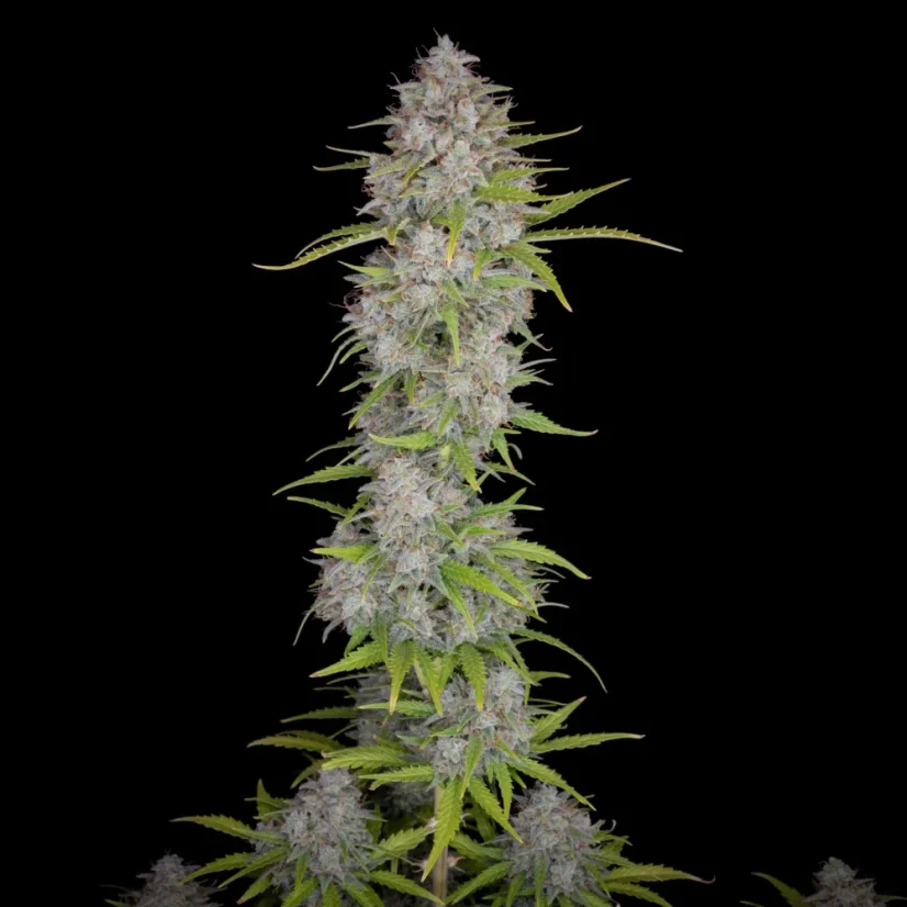 Fast Buds Seminte de canabis Orange Sherbet Auto