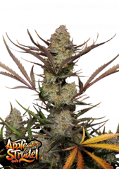 Semillas de Marihuana Fast Buds Apple Strudel Auto