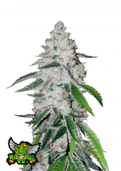 Fast Buds Cannabis Seeds West Coast O.G. Auto