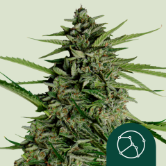 Royal Queen Seeds Семе канабиса Орион Ф1 Ауто