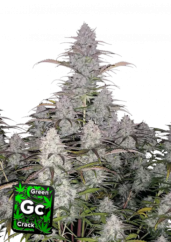 Semillas de Marihuana Fast Buds Green Crack Auto