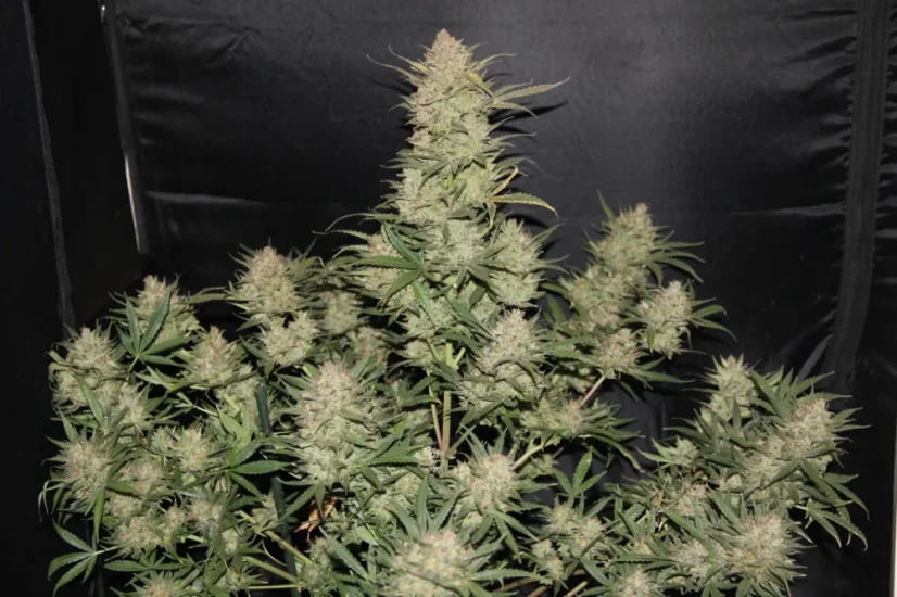 Sementes de cannabis Fast Buds OG Kush Auto