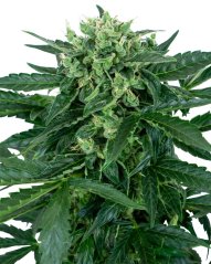 Sensi Seeds Semillas de cannabis Sensi Amnesia Automatic Feminizadas, 3-10 uds.