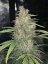 Fast Buds Cannabis Seeds OG Kush Auto