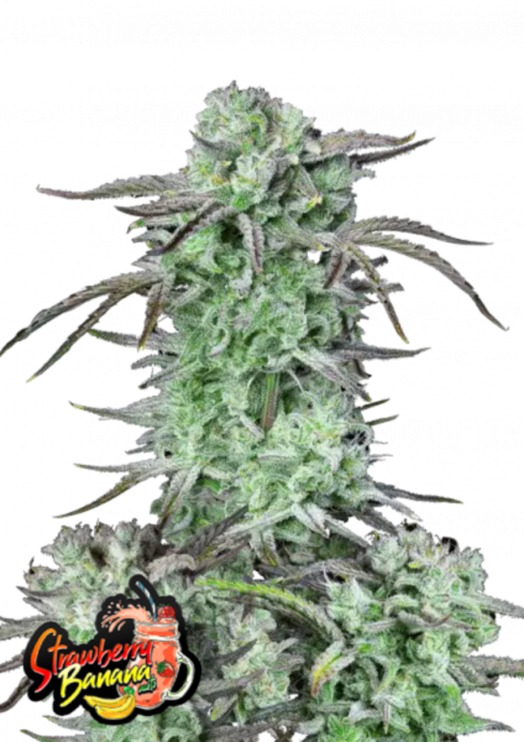 Fast Buds Seminte de Canabis Strawberry Banana Auto