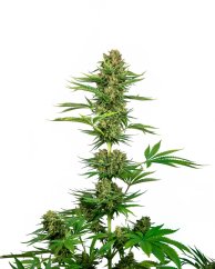 Sensi Seeds Biji Ganja Satin Black Domina CBD® Feminized, 3-10 pcs